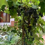 Bed & Breakfast Bouganville 3*