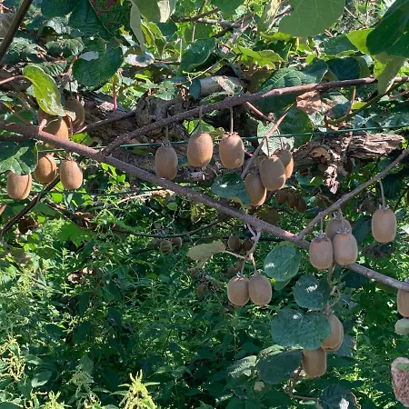 Bouganville فيفيروني