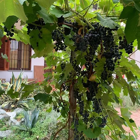 Bed & Breakfast Bouganville 3*